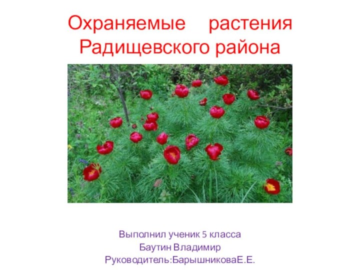 Охраняемые   растения Радищевского районаВввввввввввввввввввввввввввввввввввввввввввввввввввввВыполнил ученик 5 классаБаутин ВладимирРуководитель:БарышниковаЕ.Е.