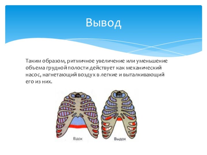 ВыводТаким образом, ритмичное увеличение или уменьшение объема грудной полости действует как механический