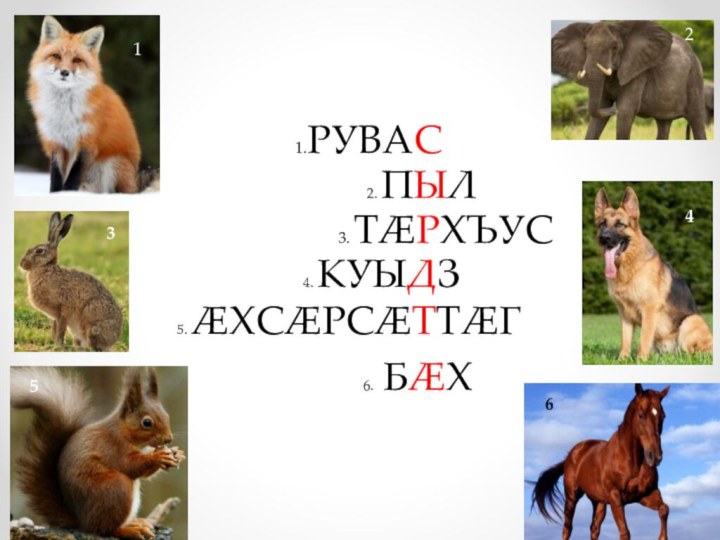 1.РУВАС2. ПЫЛ3. ТÆРХЪУС4. КУЫДЗ 5. ÆХСÆРСÆТТÆГ6. БÆХ123456