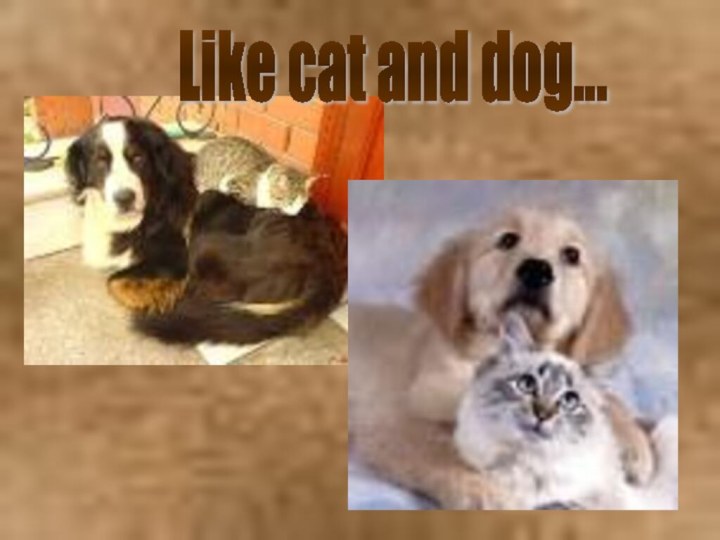 Like cat and dog...