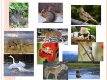 Презентация-приложение к конспекту урока английского языка на тему Животные вокруг нас (8 класс)