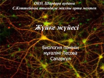 Презентация по биологии на тему жүйке жүйесі. 8-сынып.