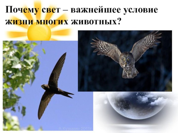 Инфоурок наземно воздушная среда. Наземно-воздушная среда рисунок. Наземно-воздушная среда картинки. Растения наземно-воздушной среды. Птицы наземно воздушной среды обитания.