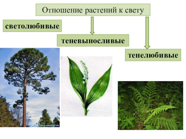 Примеры световых растений