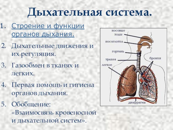 Дыхательная система.Строение и функции органов дыхания.Дыхательные движения и их регуляция.Газообмен в тканях