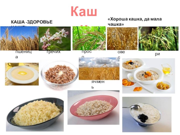 Каши«Хороша кашка, да мала чашка»В.И. ДальКАША -ЗДОРОВЬЕ НАШЕ! пшеницагречихаовесриспросоячмень