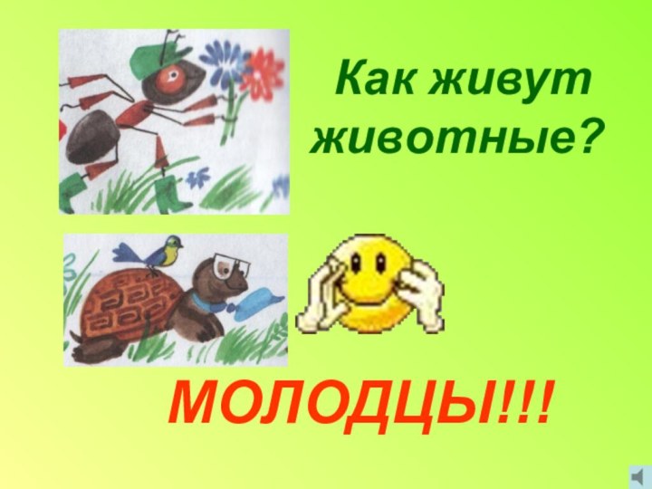 Как живут животные?    МОЛОДЦЫ!!!