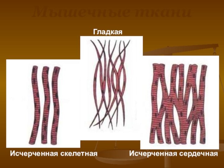 Мышечные тканиИсчерченная скелетнаяИсчерченная сердечнаяГладкая