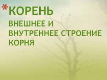 Корень Внешнее и внутреннее строение корня