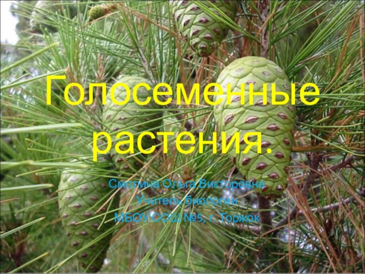 Голосеменные растения.Смолина Ольга ВикторовнаУчитель биологииМБОУ СОШ №5, г. Торжок