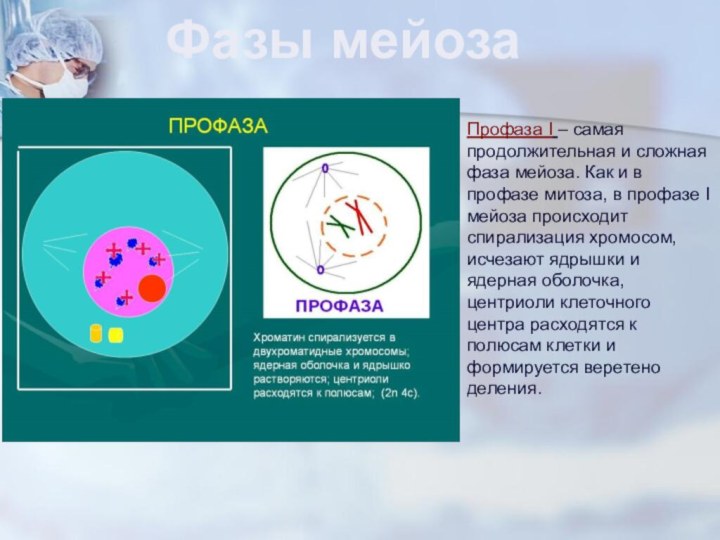 Профаза митоза 2n4c. Стадии профазы. Фазы профазы. Профаза схема. . Наиболее продолжительная фаза мейоза.