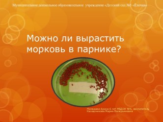 Презентация исследовательская работа Можно ли вырастить морковь в группе