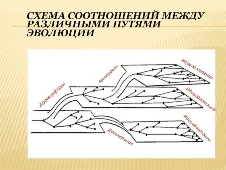 Схема соотношений между различными путями эволюцииАроморфозыАроморфозыИдиоадаптацииИдиоадаптацииИдиоадаптацииДегенерация