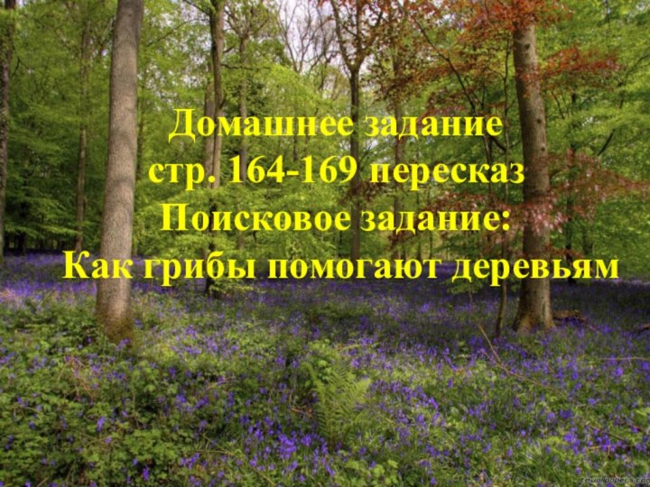 Домашнее задание стр. 164-169 пересказ Поисковое задание:  Как грибы помогают деревьям