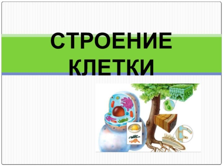 СТРОЕНИЕ КЛЕТКИ