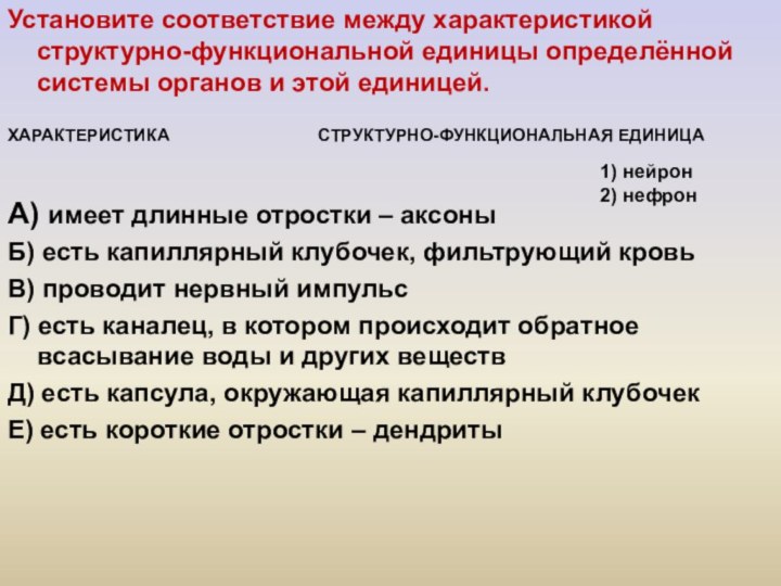 Установите соответствие между характеристикой структурно-функциональной единицы определённой системы органов и этой единицей.