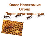 Презентация по теме: Класс насекомые. Отряд перепончатокрылые