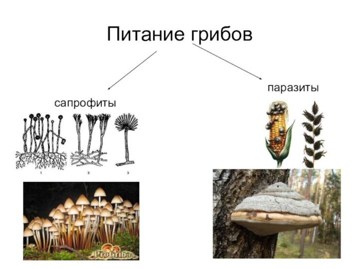 Классификация грибов по способу питания схема