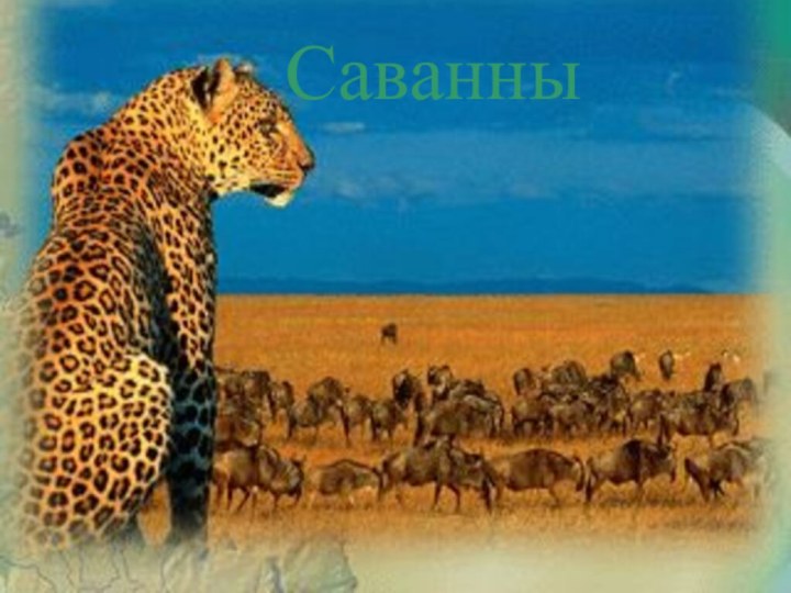 Саванны