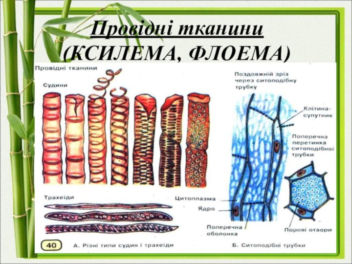 Провідні тканини  (КСИЛЕМА, ФЛОЕМА)