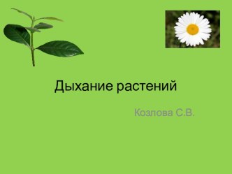 Презентация по Биологии для учащихся 6-ых классов Дыхание растений