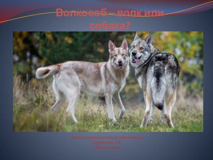 Волкособ – волк или собака?педагог дополнительного образования Карабанова Л.В.г. Новокузнецк