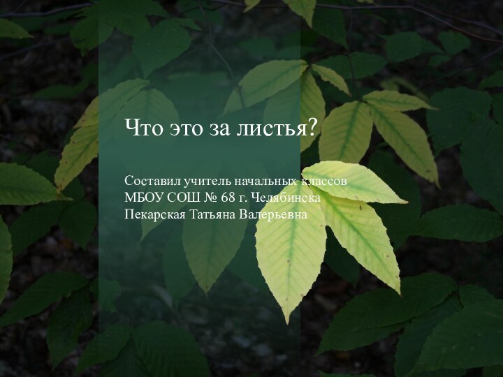 Что это за листья?Составил учитель начальных классовМБОУ СОШ № 68 г. ЧелябинскаПекарская Татьяна Валерьевна