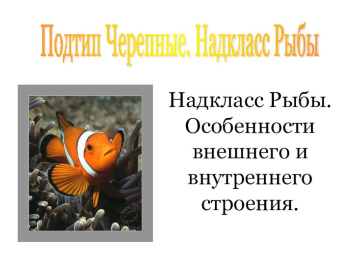 Подтип Черепные. Надкласс Рыбы Надкласс Рыбы. Особенности внешнего и внутреннего строения.