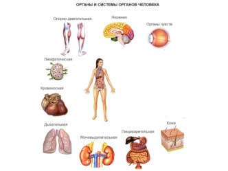 Презентация по естествознанию на тему Органы и системы органов человека 9 класс.