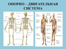 Презентация по биологии на тему Повторение опорно - двигательного аппарата