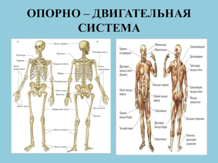 ОПОРНО – ДВИГАТЕЛЬНАЯ СИСТЕМА