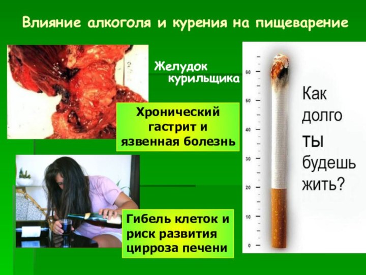 Влияние алкоголя и курения на пищеварениеЖелудок курильщикаХронический гастрит и язвенная болезньГибель клеток