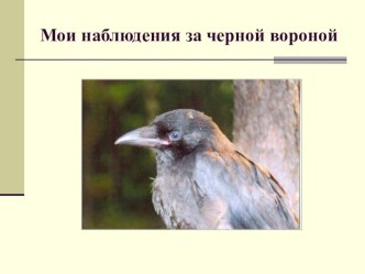 Презентация по теме Многообразие птиц - Мои наблюдения за чёрной вороной