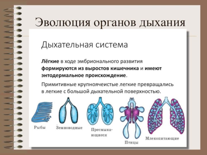 Эволюция органов дыхания