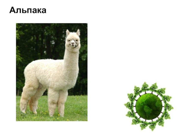 Альпака