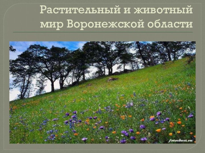Растительный и животный мир Воронежской области