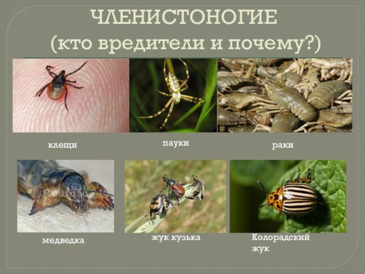 ЧЛЕНИСТОНОГИЕ  (кто вредители и почему?)клещипаукиракимедведка    жук кузькаКолорадский жук