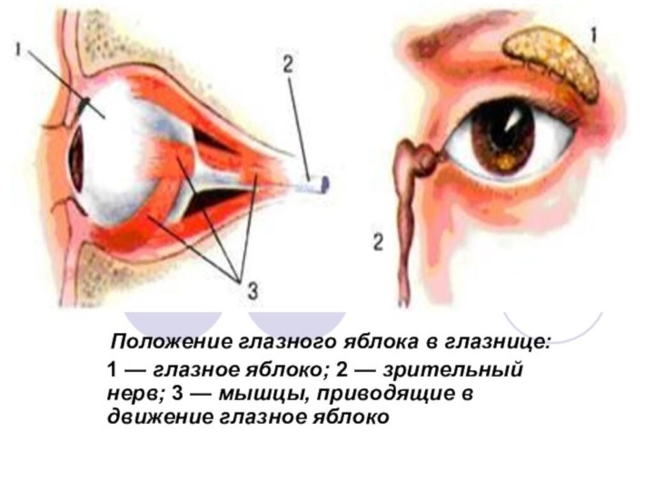 Положение глазного яблока в глазнице: 1 — глазное яблоко; 2 — зритель­ный