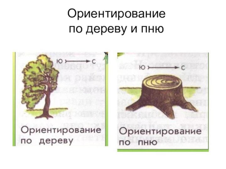 Ориентирование  по дереву и пню