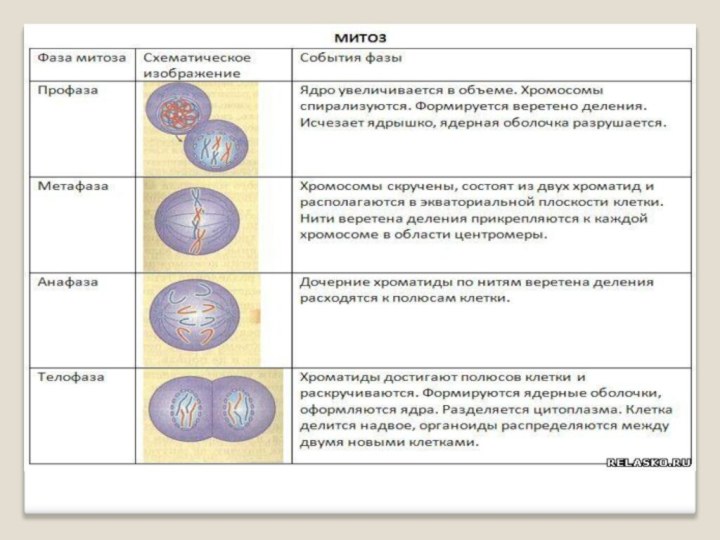 Профаза митоза 2n4c