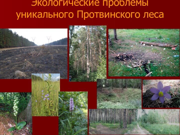 Экологические проблемы уникального Протвинского леса