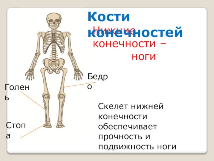 Нижние конечности – ногиКости конечностейБедро Голень Стопа Скелет нижней конечности обеспечивает прочность и подвижность ноги