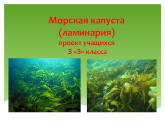 Презентация по окружающему миру  Морская капуста