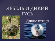 Презентация:  Лебедь и дикий гусь