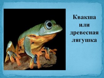 Презентация по биологии Квакша или древесная лягушка(7 класс)