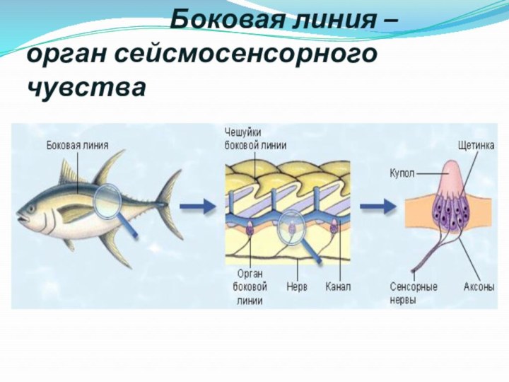 Боковая линия