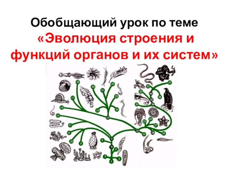 Обобщающий урок по теме «Эволюция строения и функций органов и их систем»