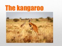 Презентация по английскому языку на тему Животное Австралии