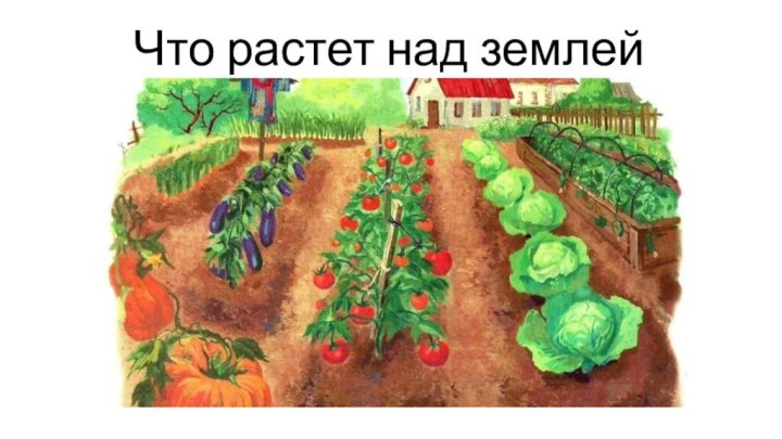 Что растет над землей