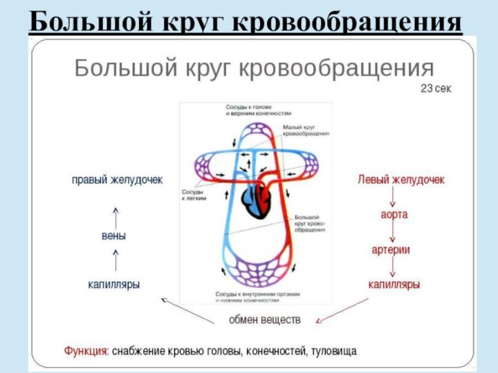 Большой круг кровообращения